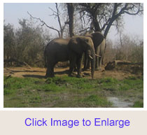 Elephants In Swaziland